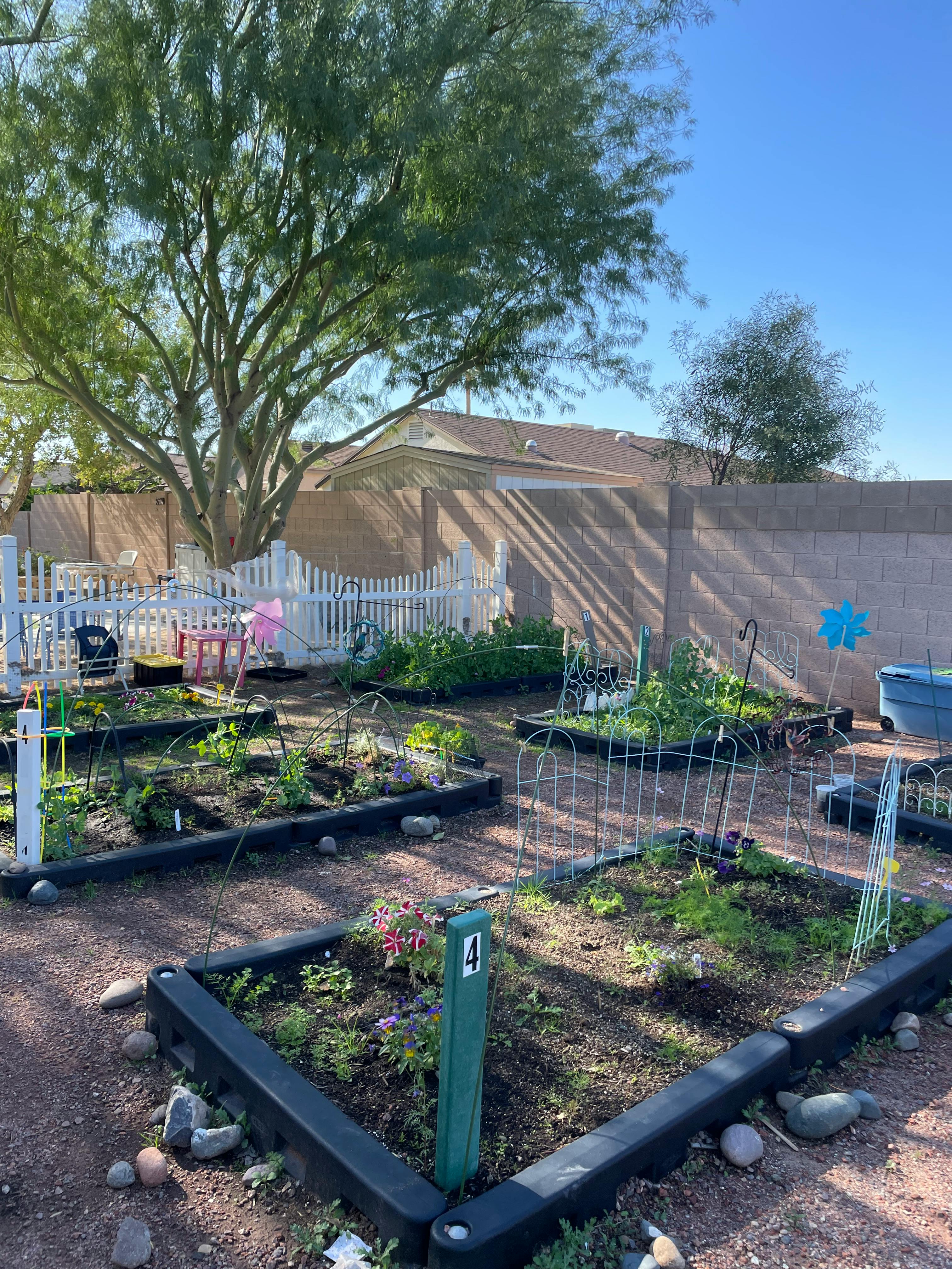 Community garden with raised beds and a white picket fence
