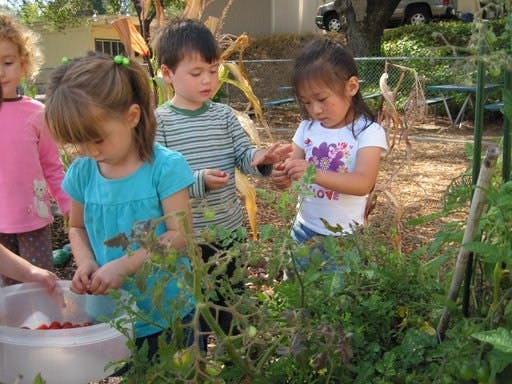 Children harvesting produce in a garden