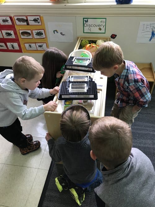 Children gathered around a table with insect habitats