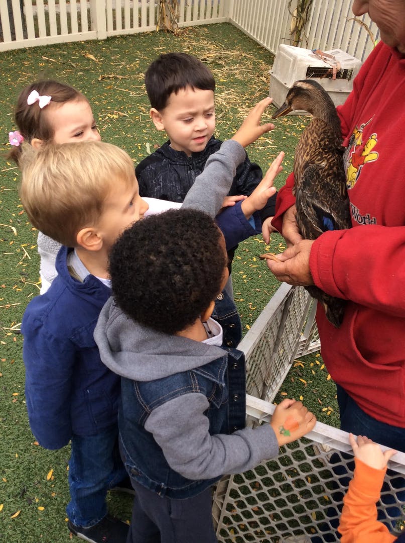 Children reaching out to touch a duck held by a person