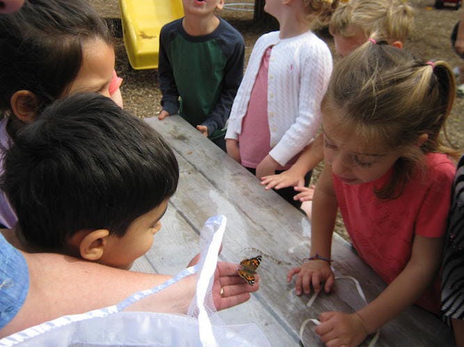 Children gathered around a table looking at a butterfly
