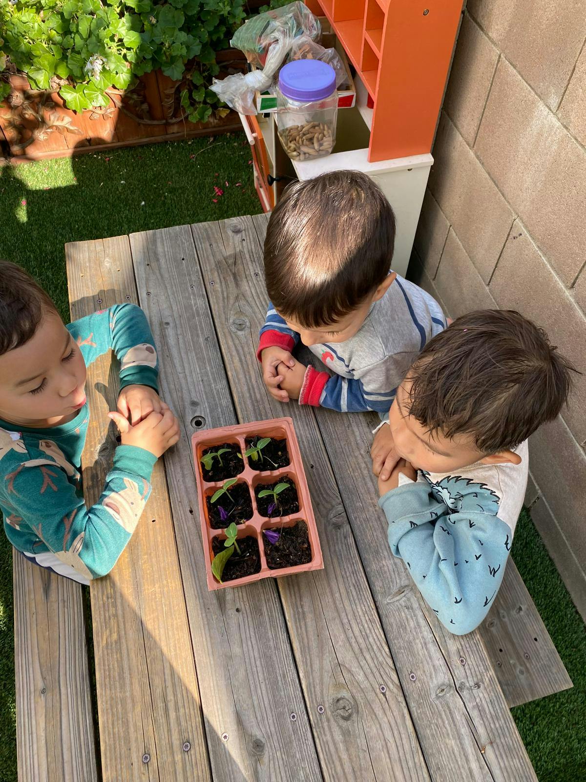 Three children looking at a tray of small plant seedlings on a wooden table