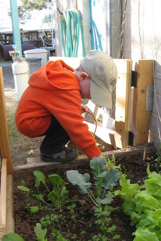 Child in a hat and orange hoodie tending to plants in a garden bed