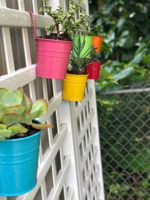 Potted plants in colorful buckets hanging on a white trellis