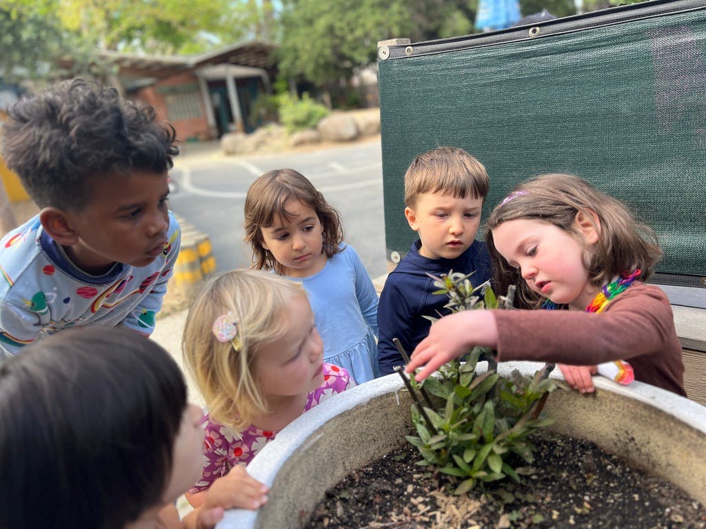 Children gathered around a plant in a large pot
