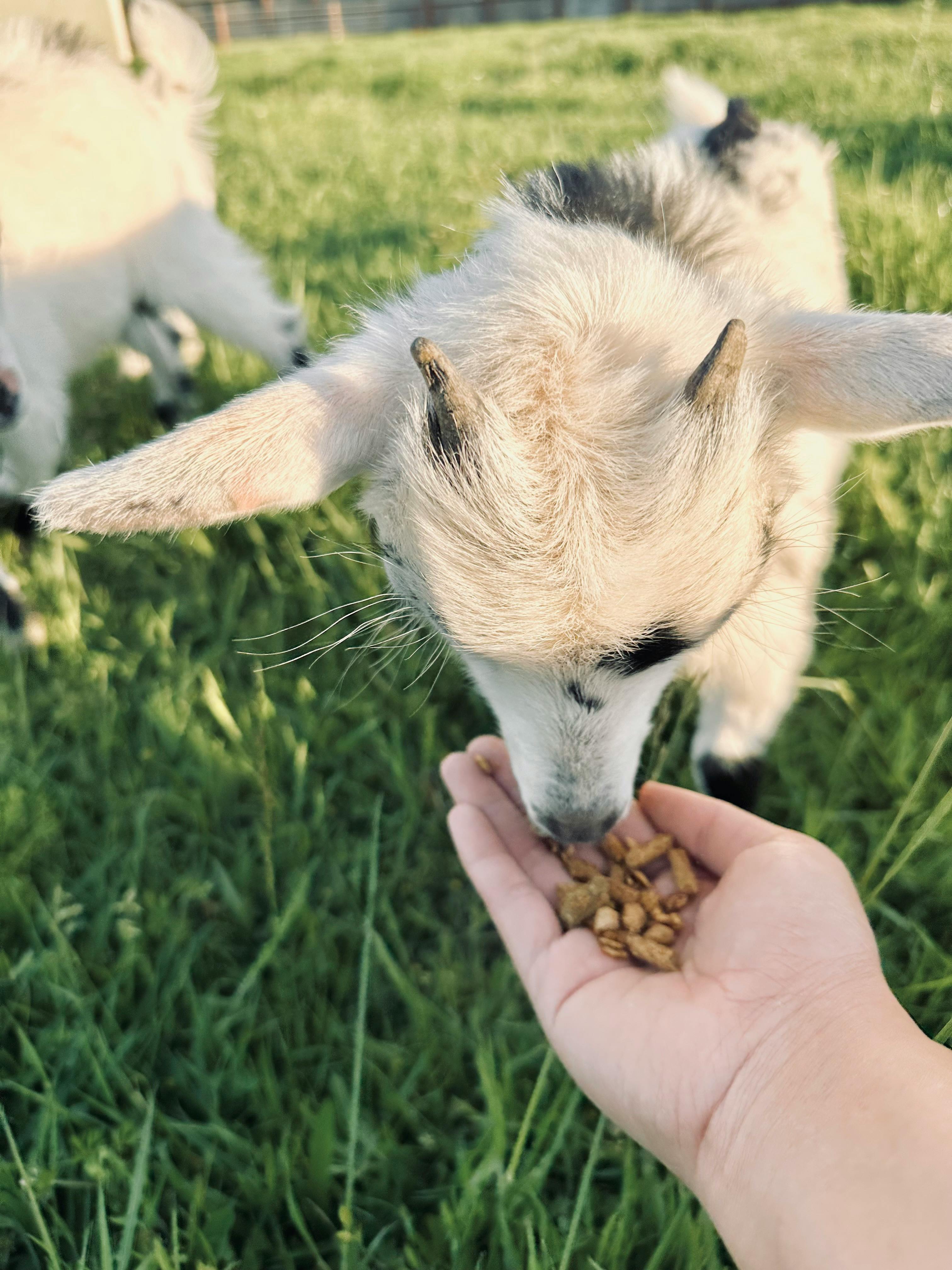 Goat eating from a person's hand