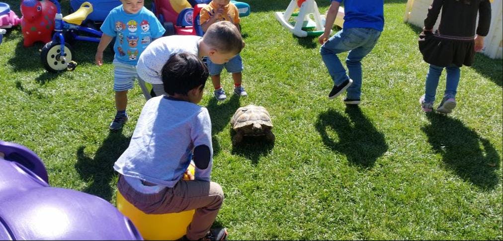 Children gathered around a tortoise on grass