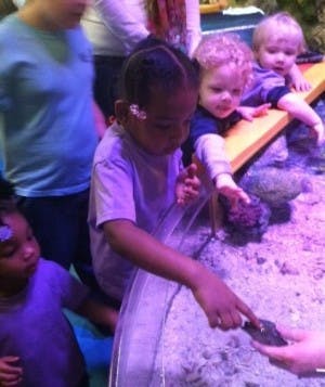 Child touching a small turtle in a tank