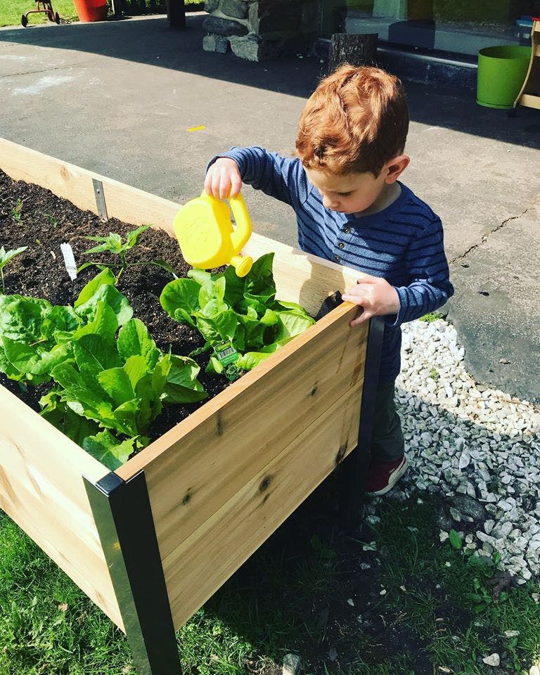 Child watering plants in a raised garden bed