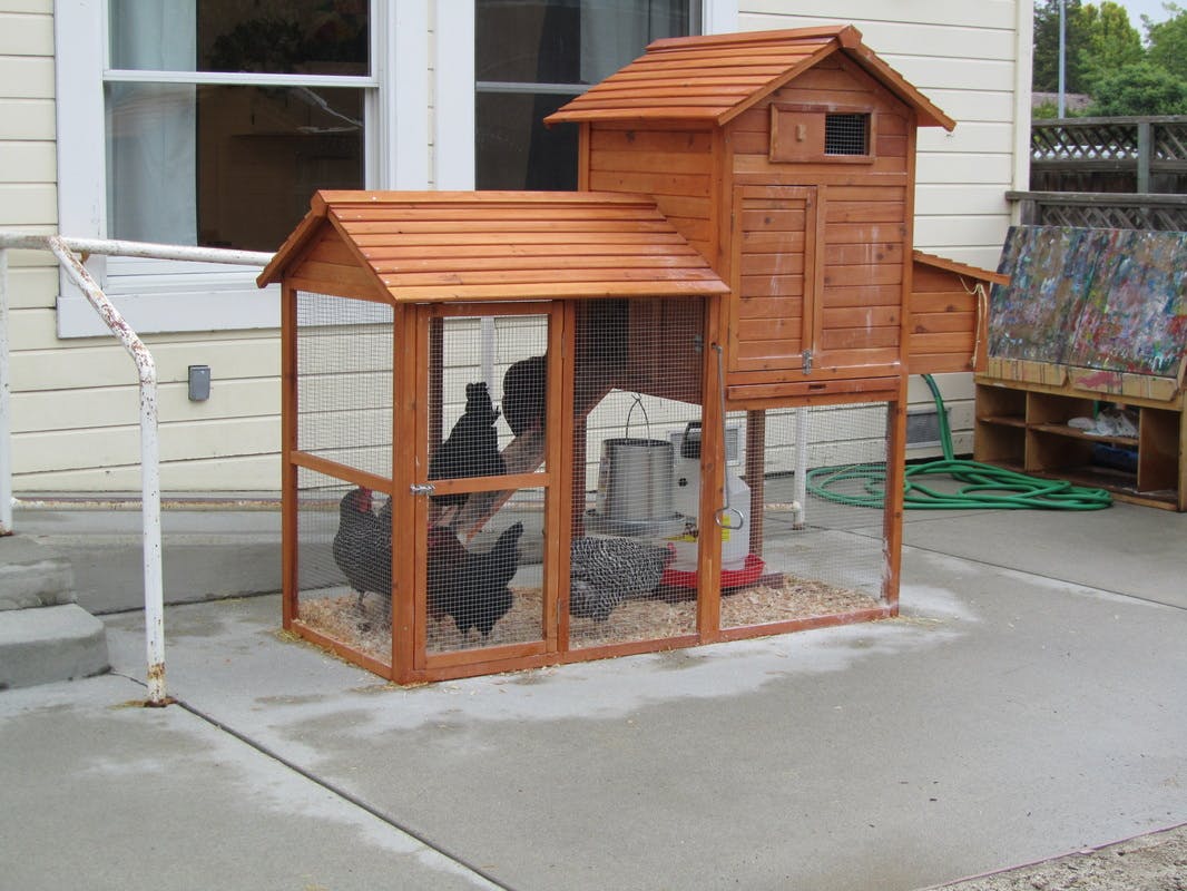 Chickens in a wooden coop with a run