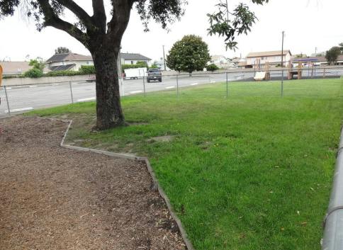 Tree next to a grassy area and a road with houses in the background