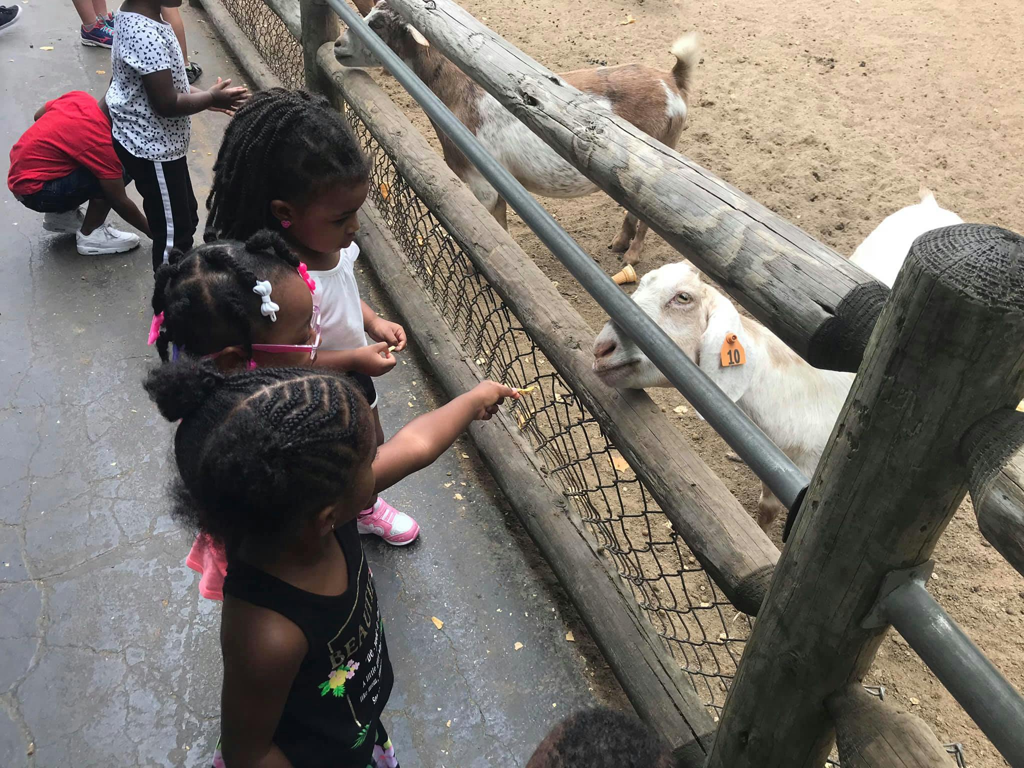 Child feeding a goat through a fence