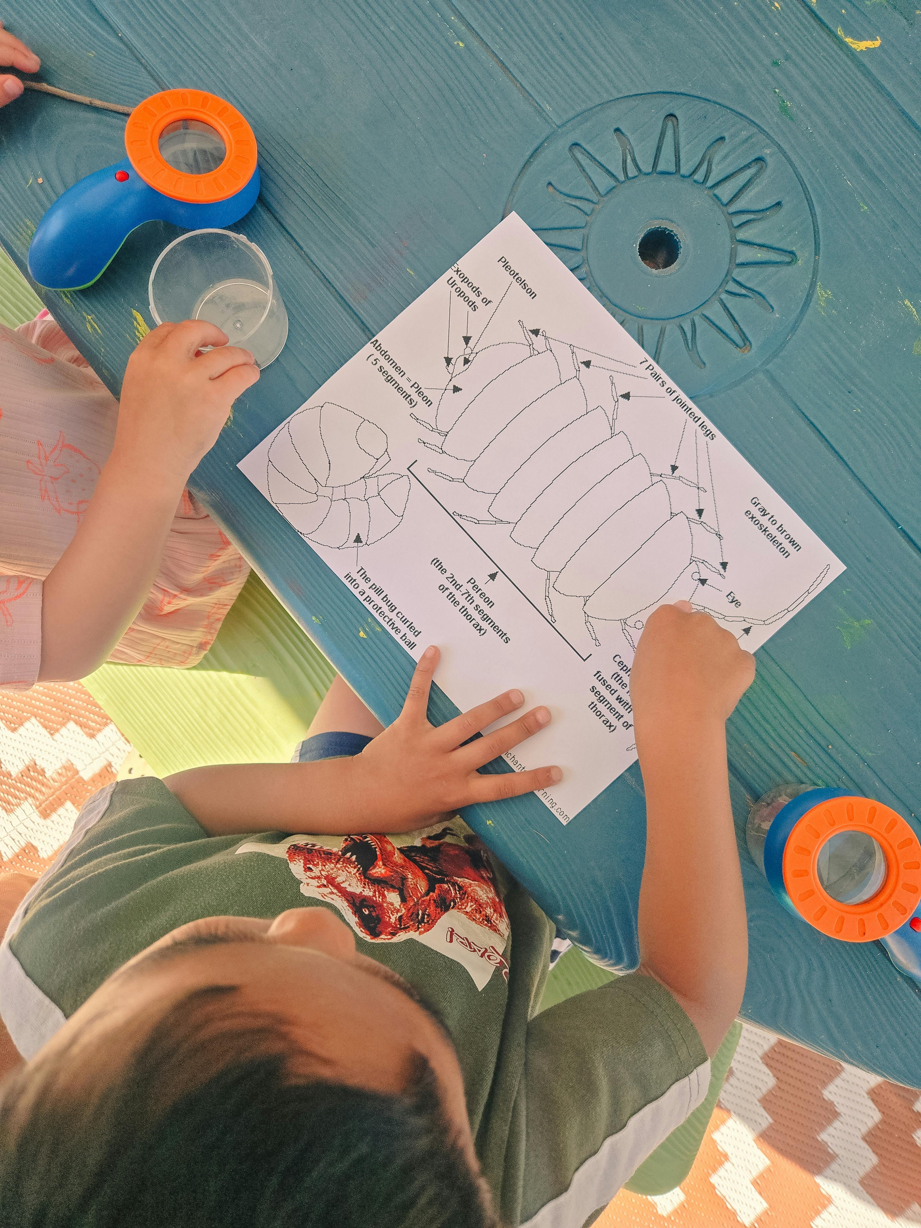 Child studying an illustration of an insect's anatomy on a table