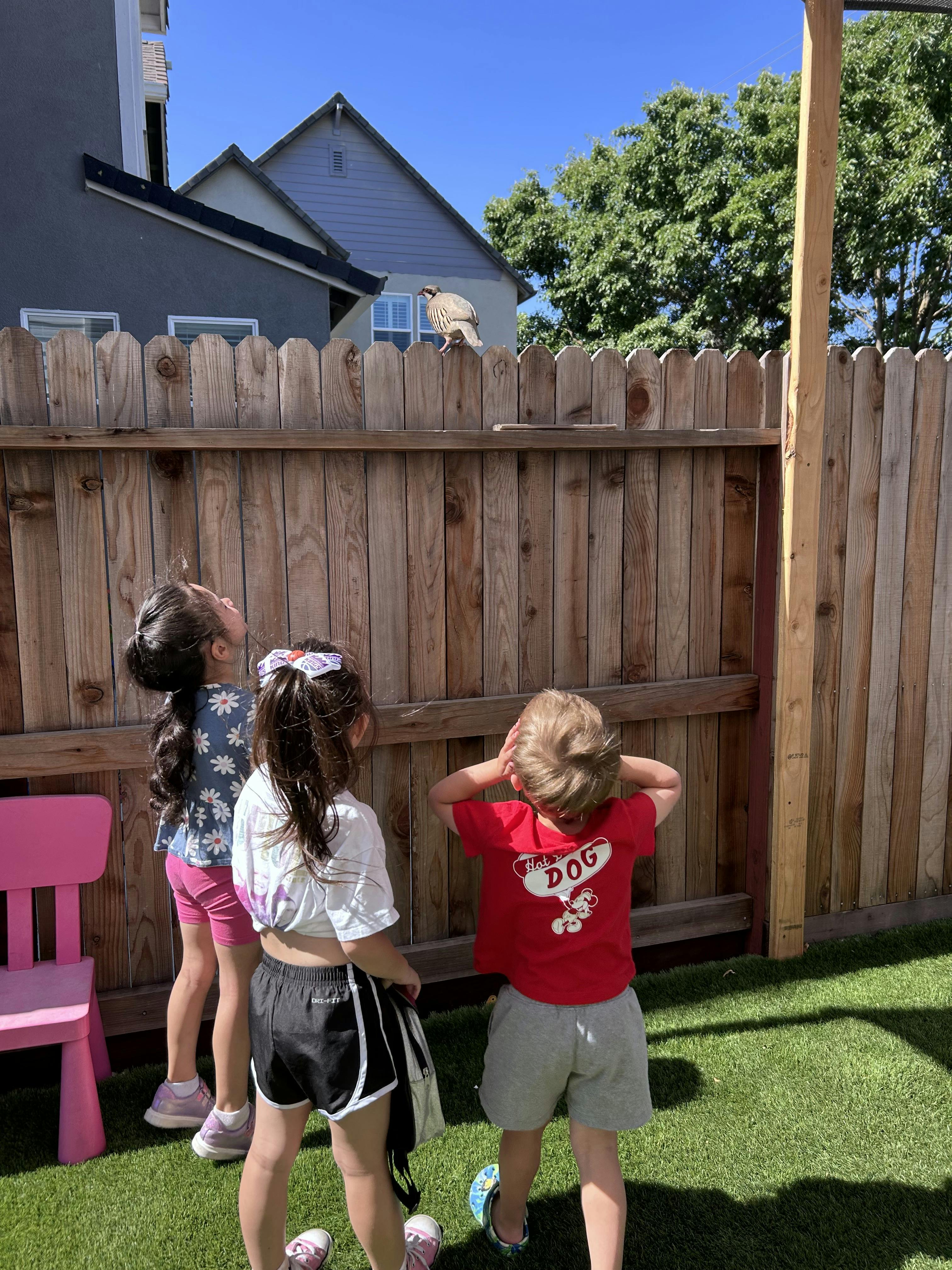 Three children looking up at a bird on a wooden fence
