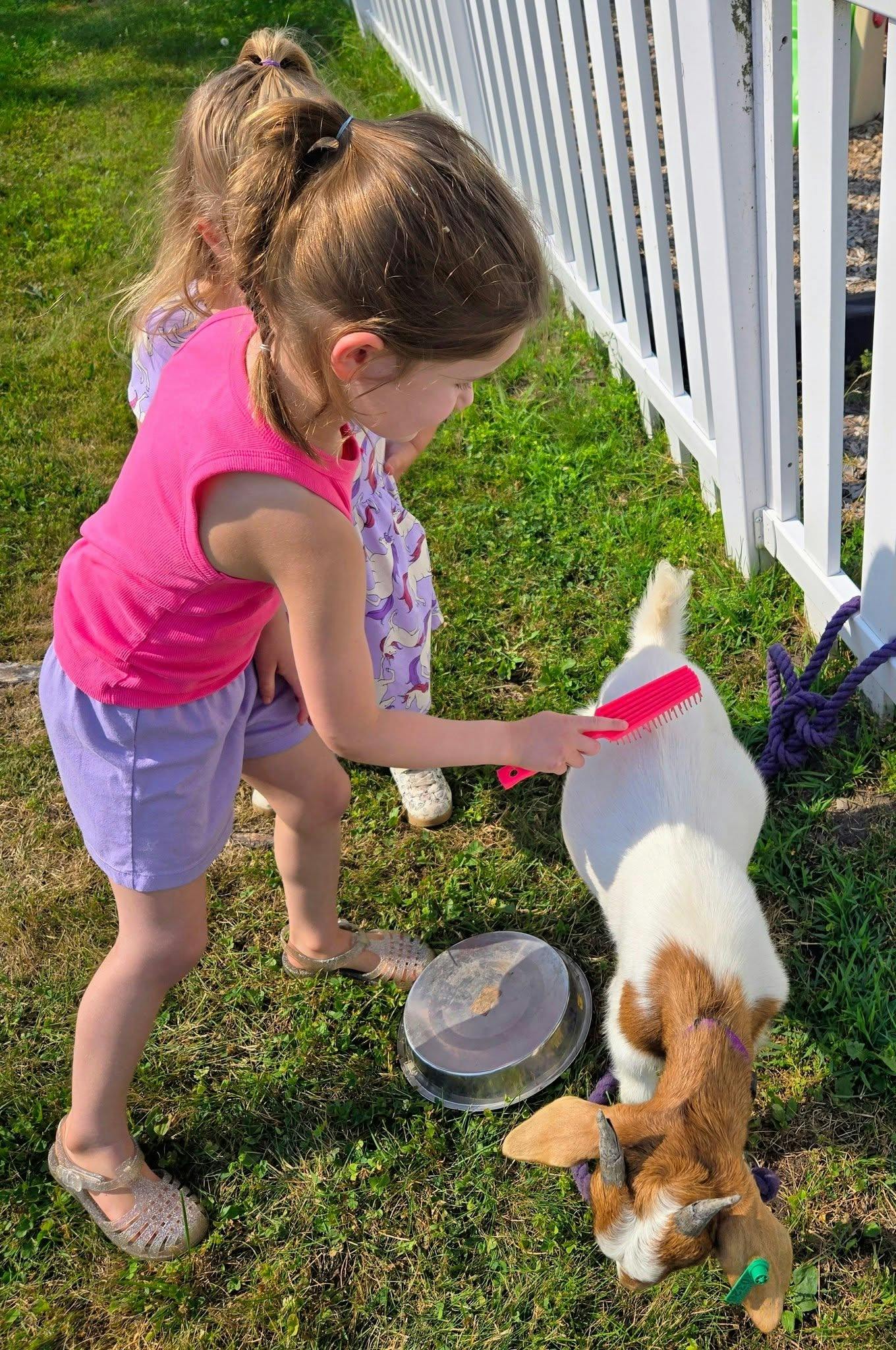 Child brushing a small goat outdoors