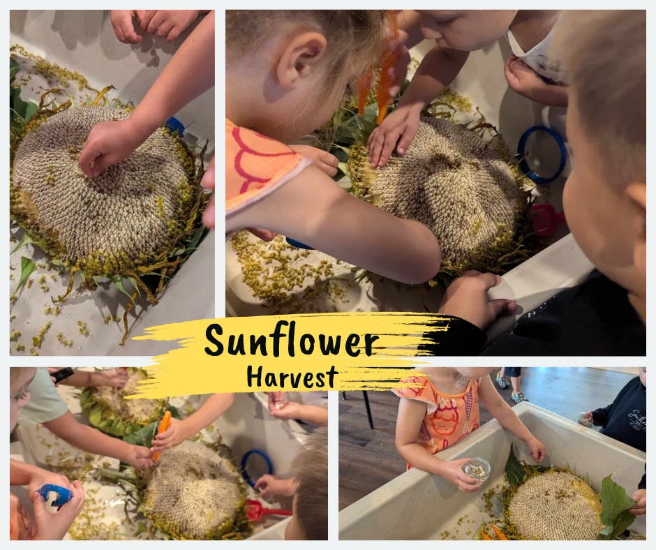 Children harvesting sunflower seeds