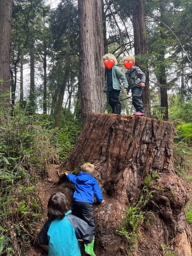 Three children climbing on a large tree stump in a forest