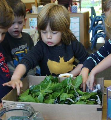Children looking at leaves in a box