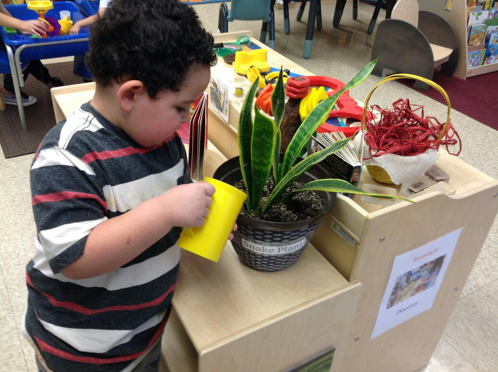 Child watering a plant in a classroom