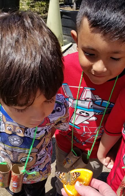 Two children looking at a butterfly on an orange slice