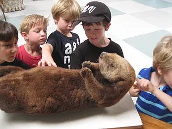 Children touching a taxidermied otter