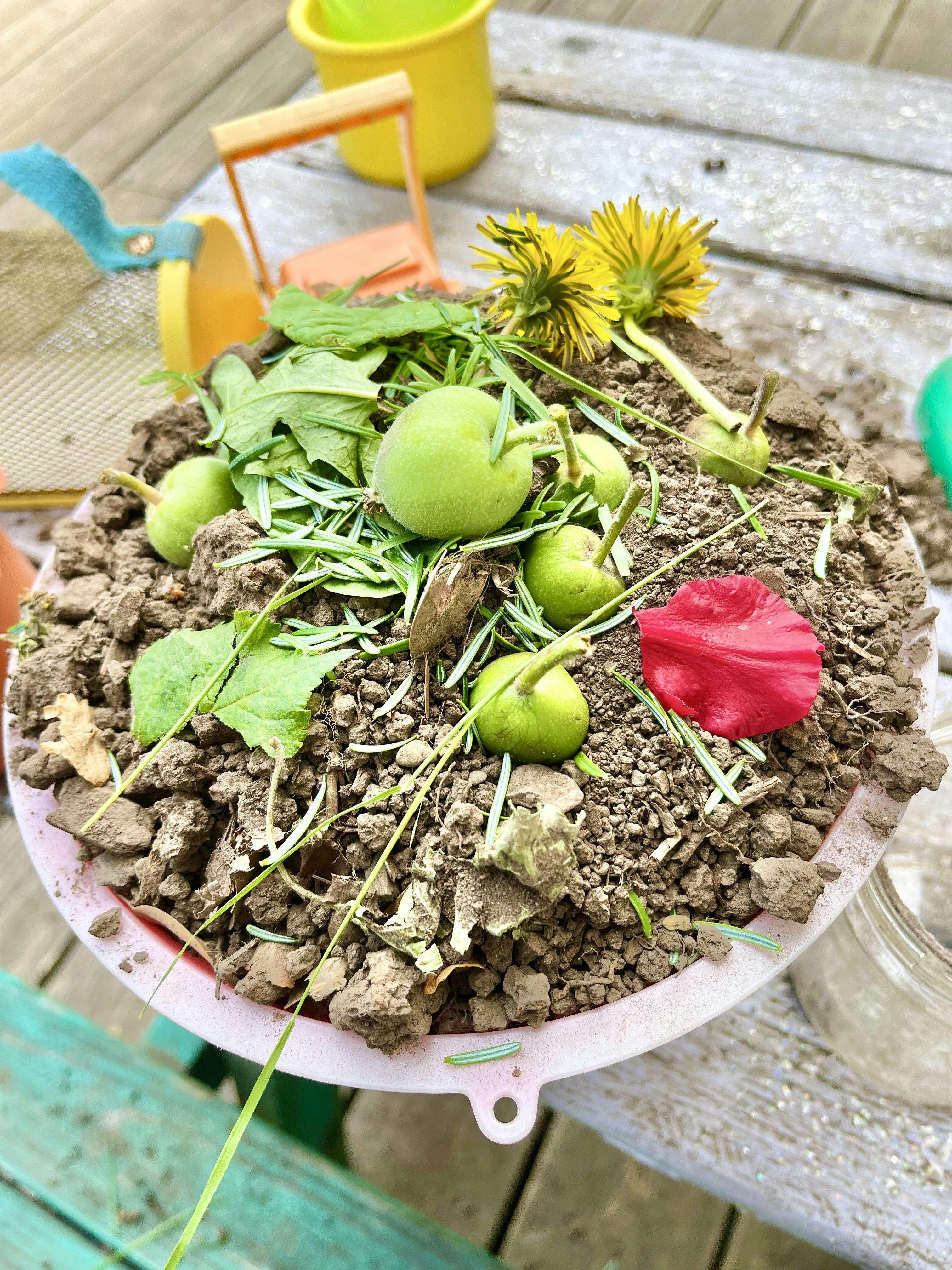 Dirt, leaves, green berries, and yellow flowers in a pink bowl