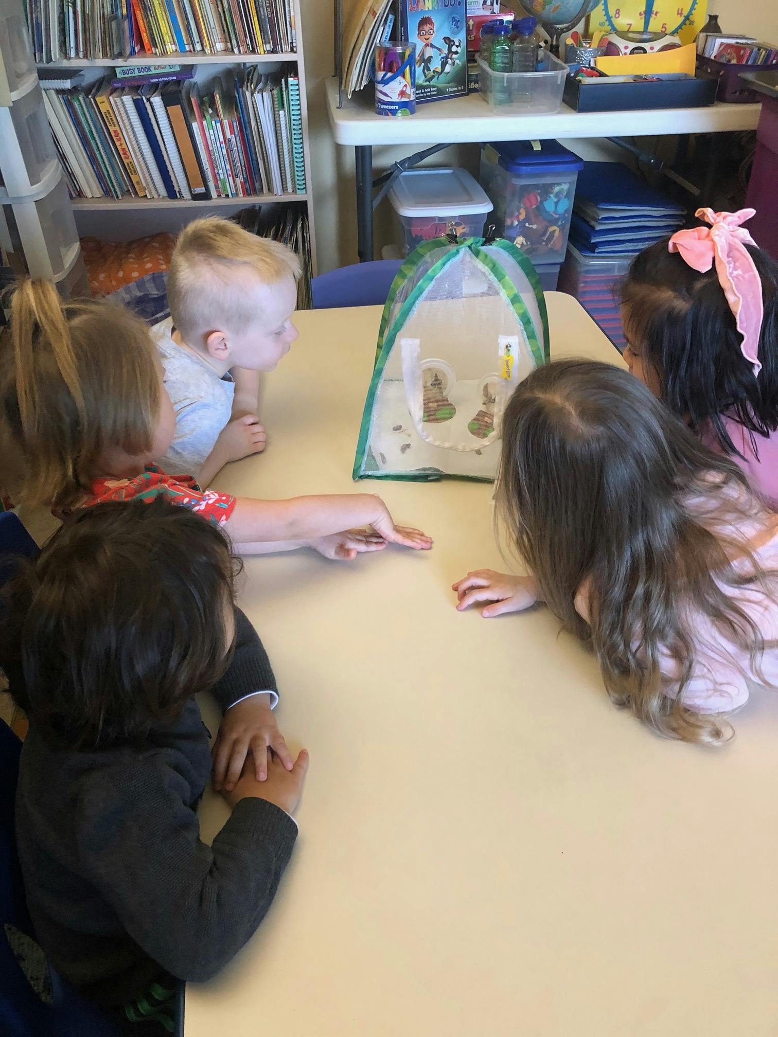 Children gathered around a table looking at a butterfly habitat