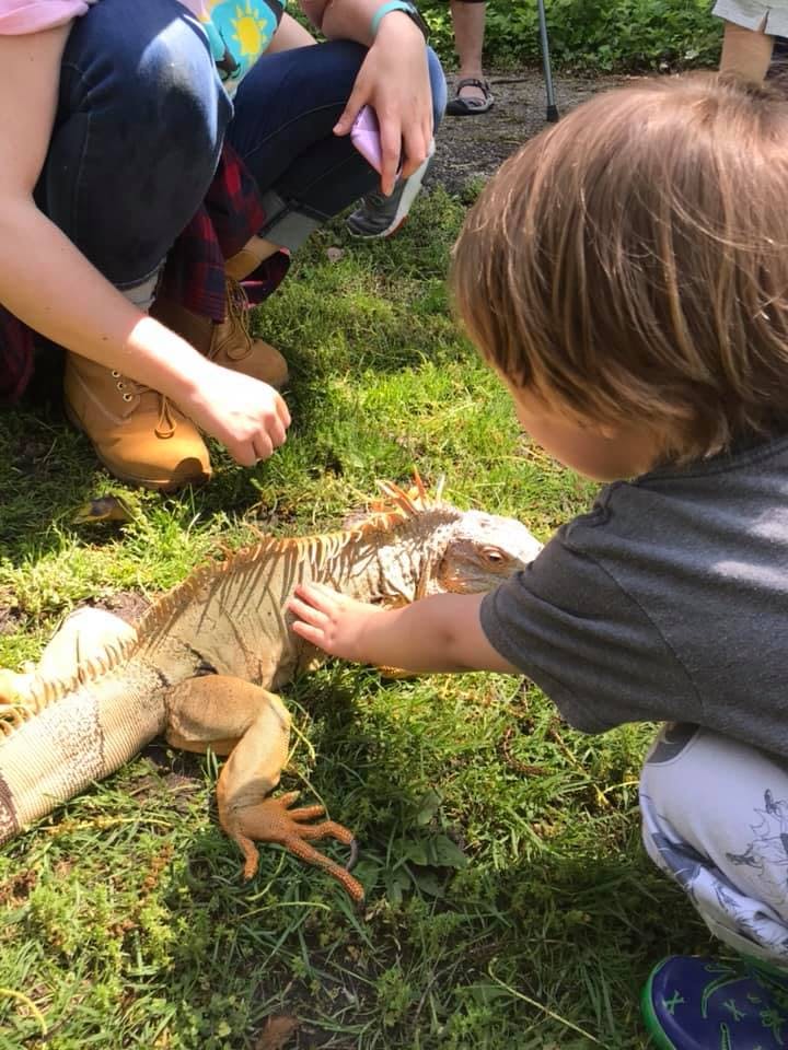 Child petting an iguana on the grass with a person nearby