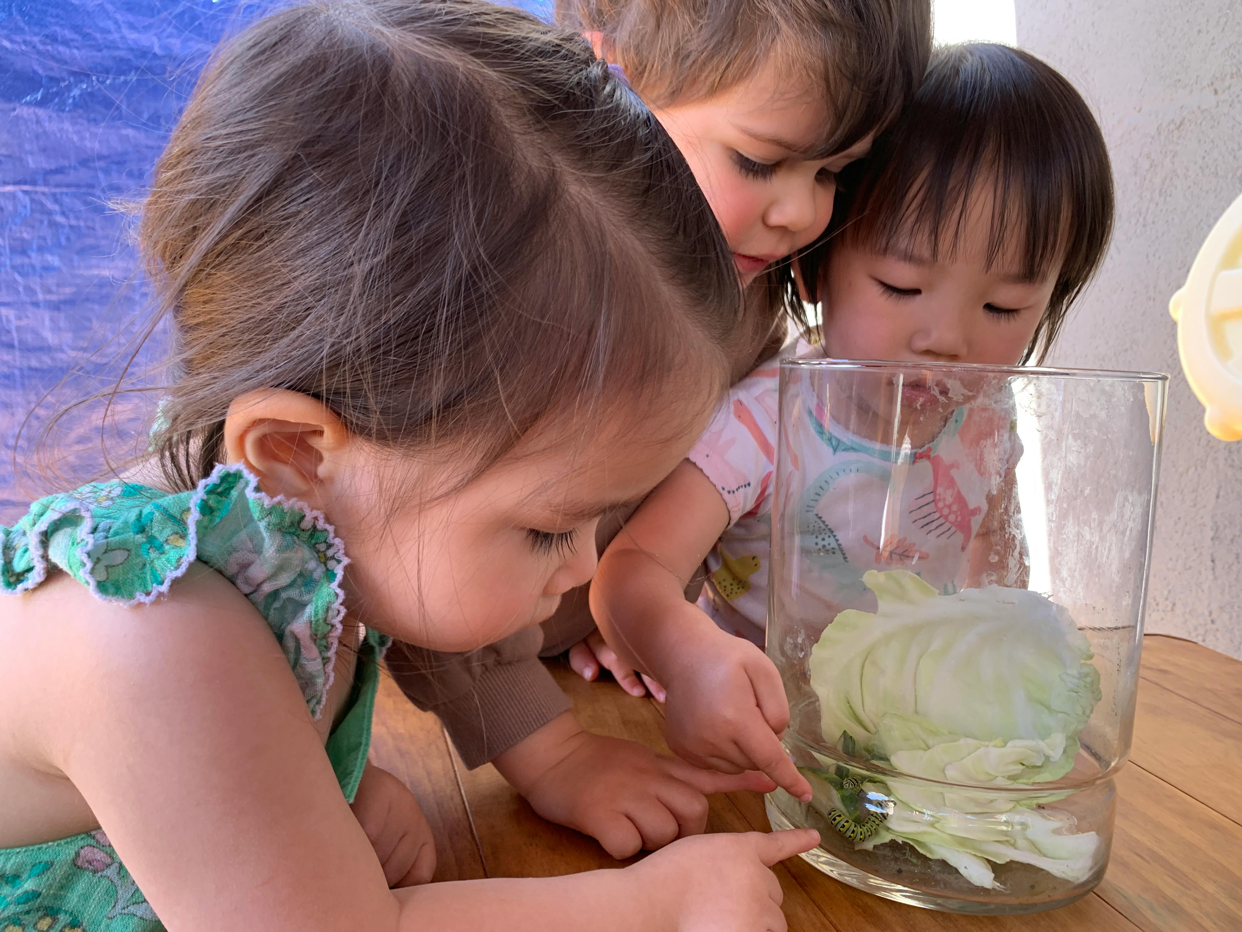 Three children looking at a cabbage in a glass of water