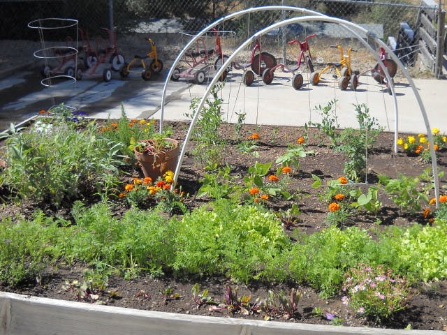 Garden bed with green plants and orange flowers, with white arch trellises