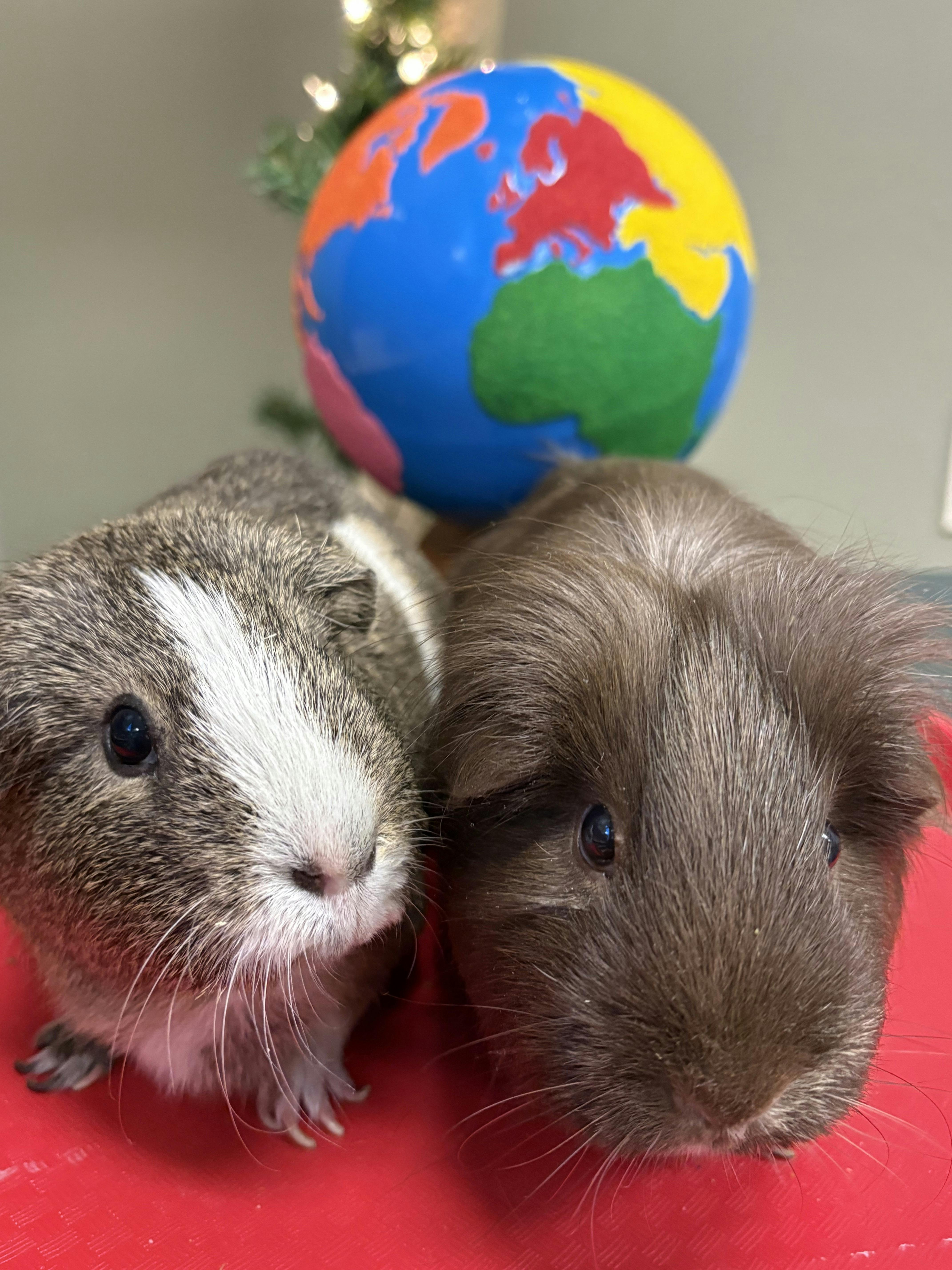 Two guinea pigs in front of a colorful globe