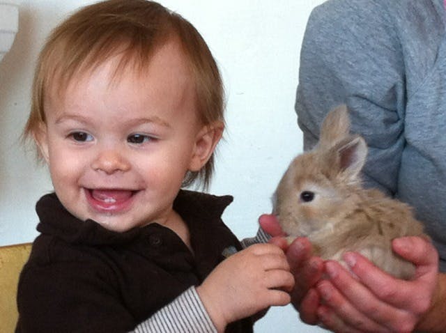 Child looking at a small rabbit held in hands