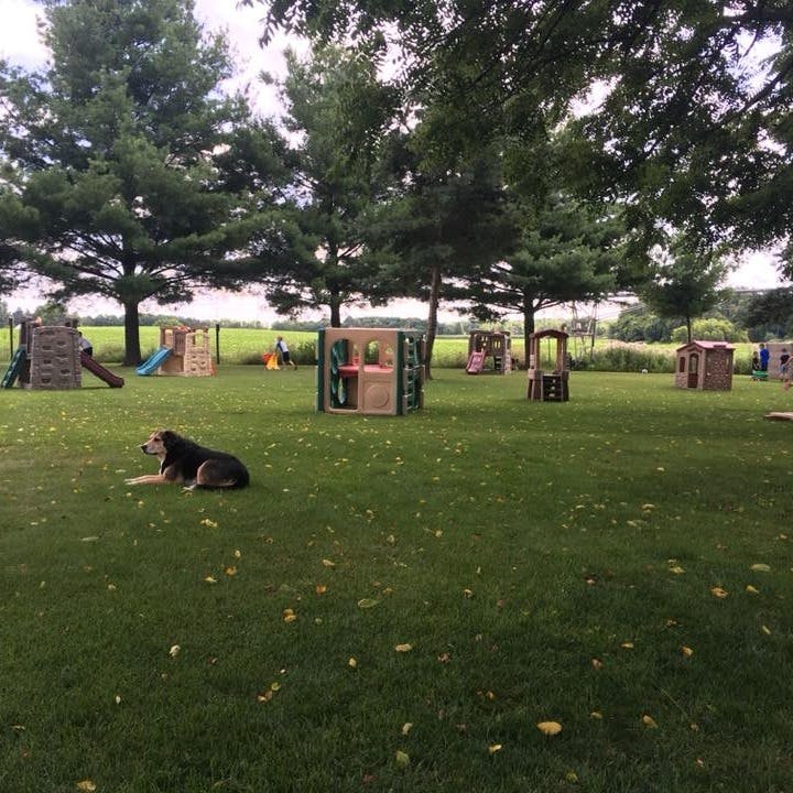 Dog lying on grass in a yard with playhouses and climbing structures