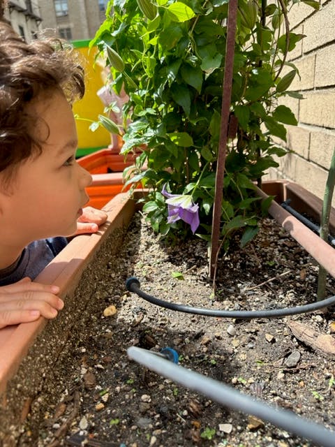 Child looking at a purple flower in a planter