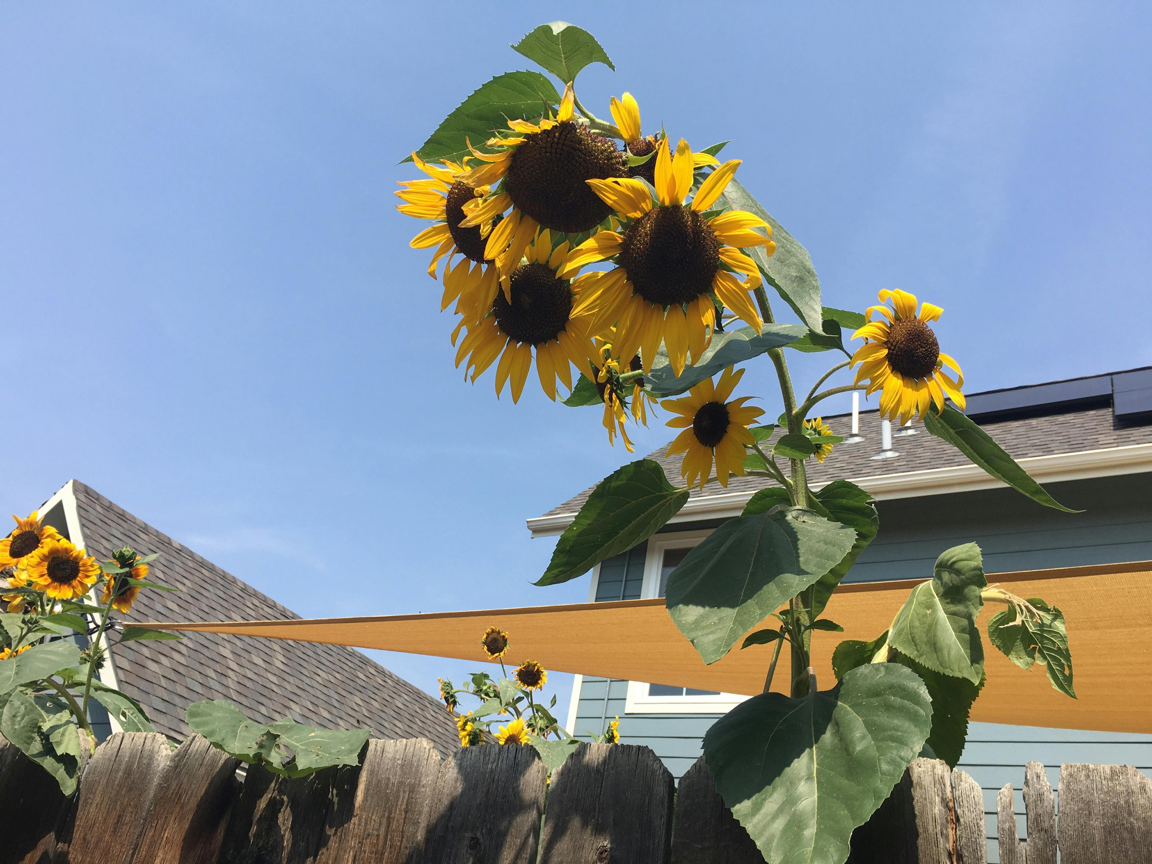 Sunflowers growing above a wooden fence with a house and blue sky in the background