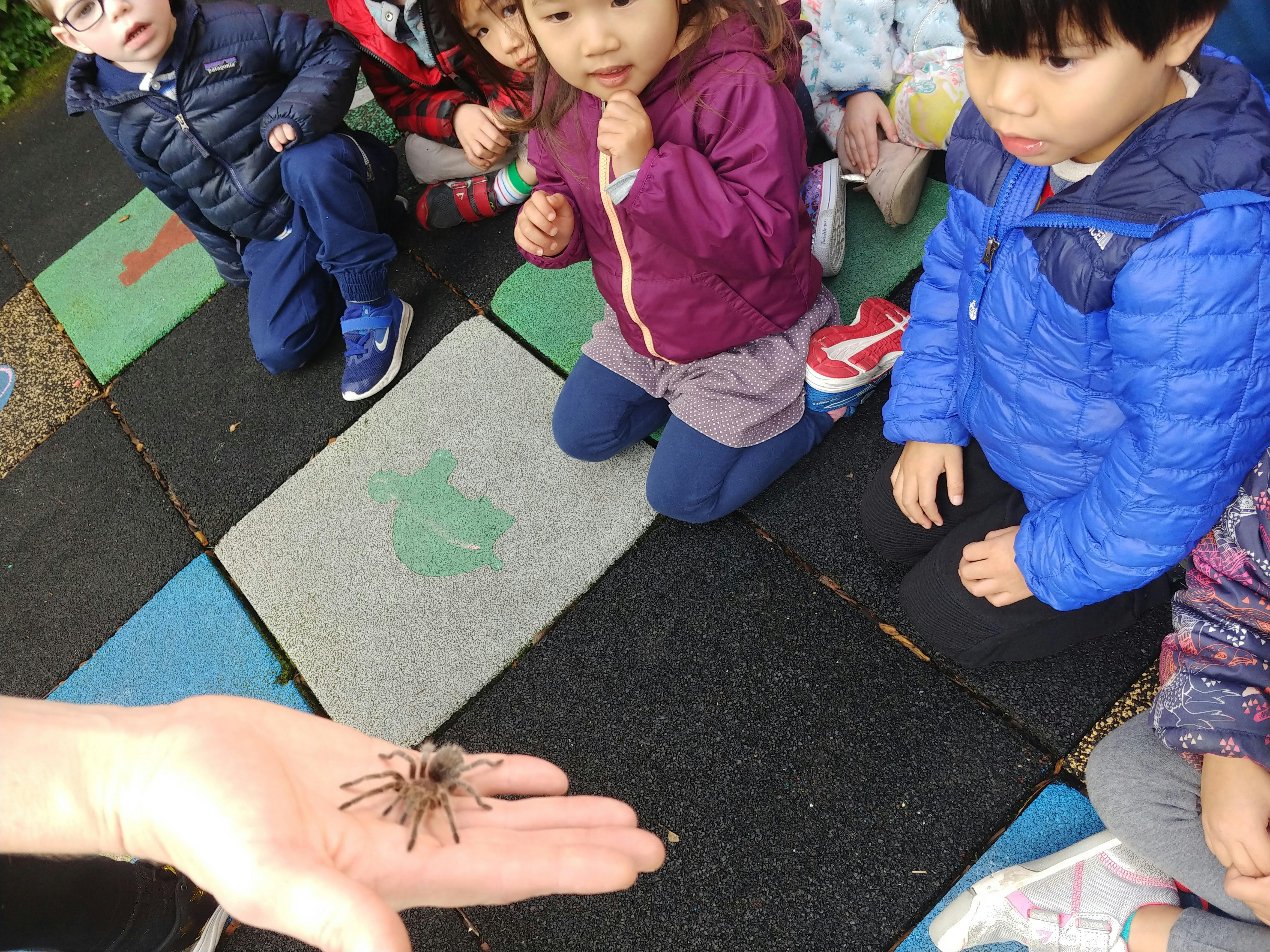 Children looking at a tarantula on a person's hand