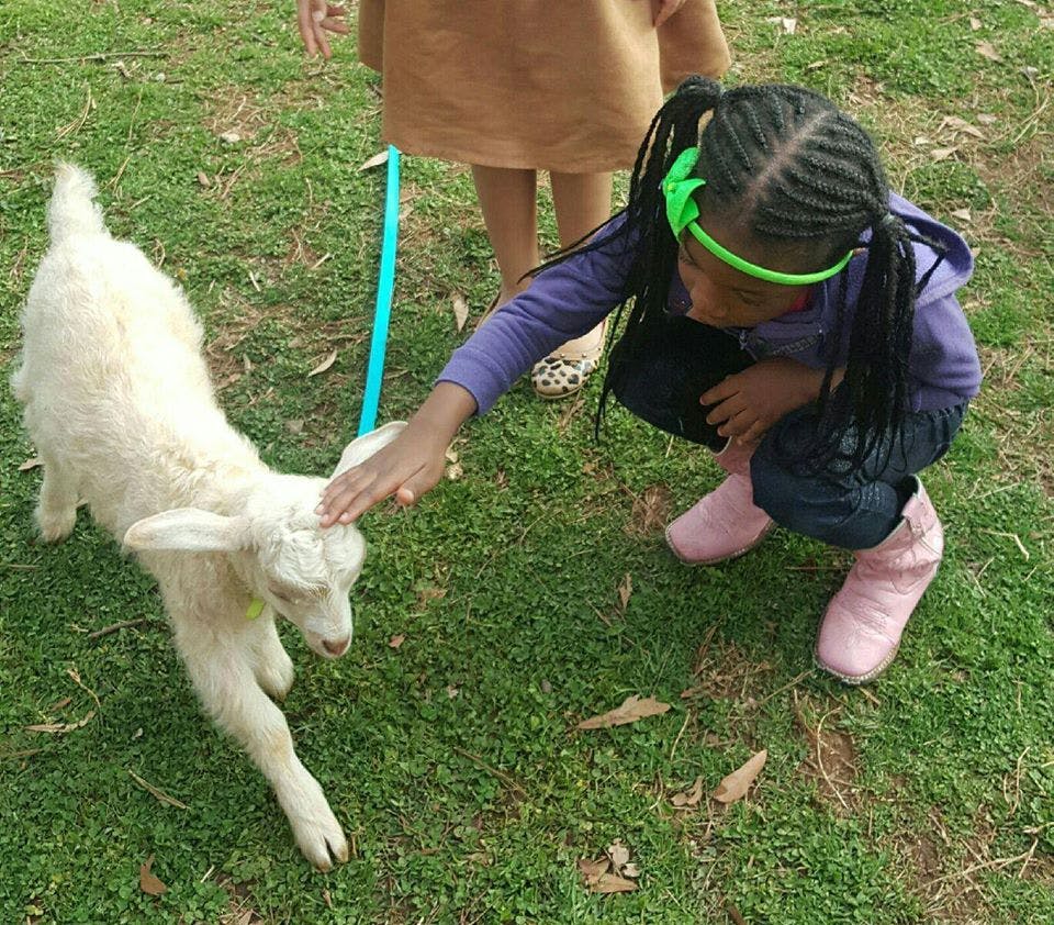 Child petting a small goat on a leash