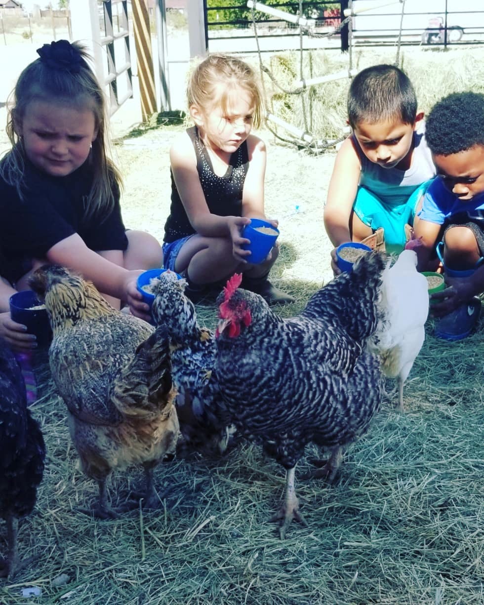 Children feeding chickens