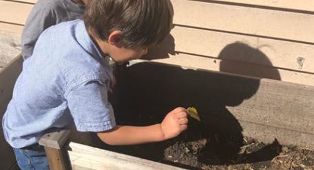Child holding a leaf over a planter