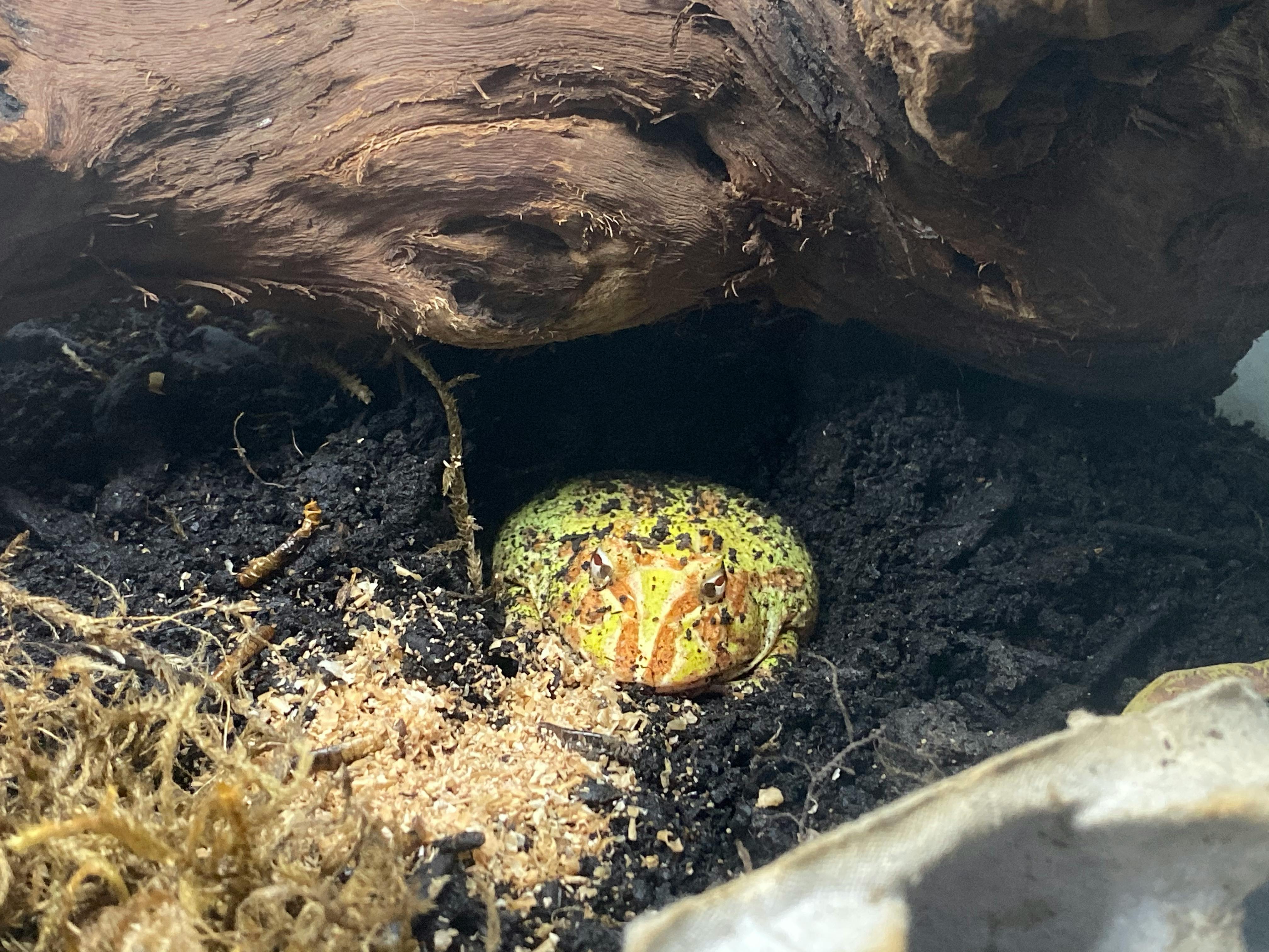 Green and brown frog partially buried in dirt under a log
