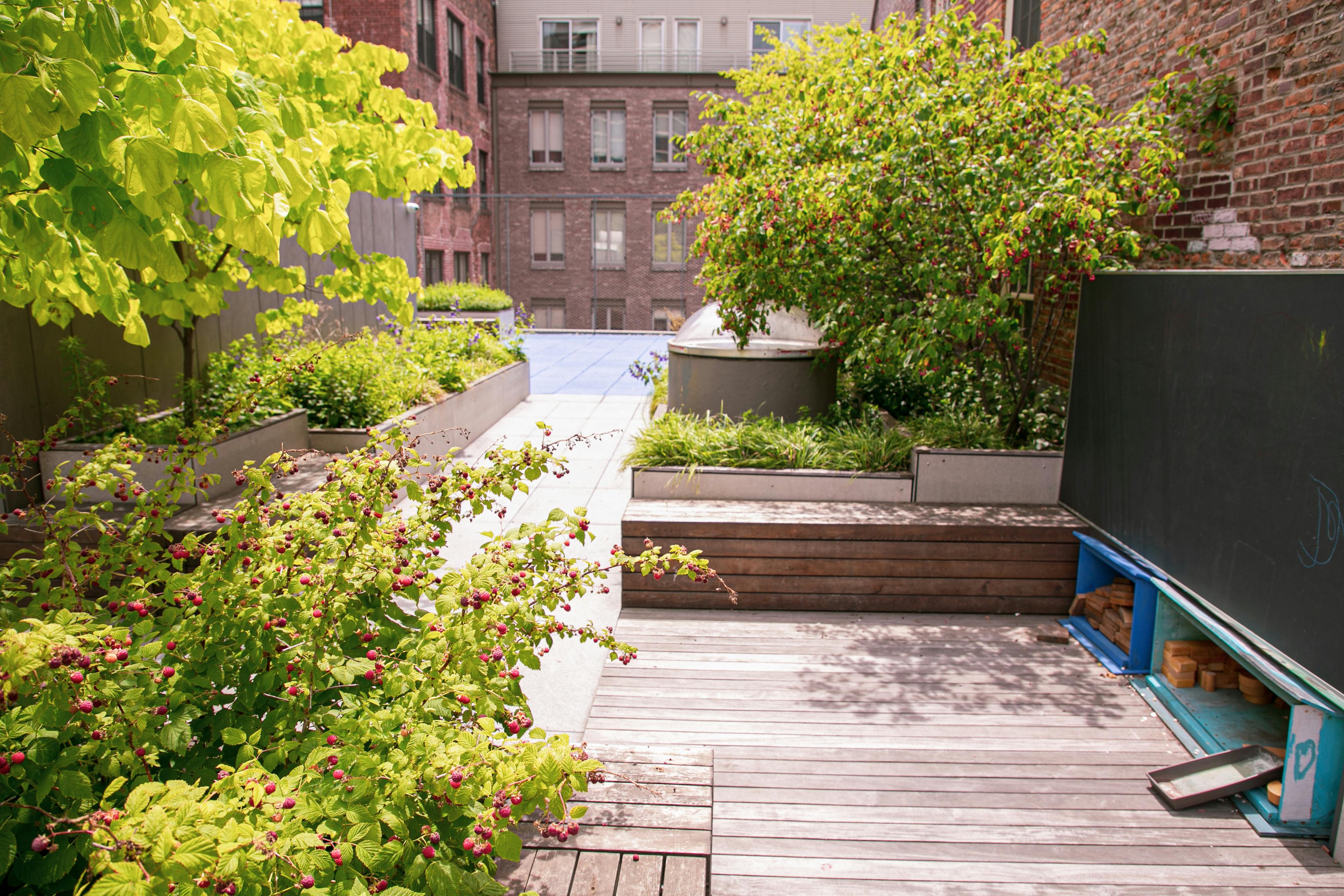 Rooftop garden with wooden deck, planters, and green foliage