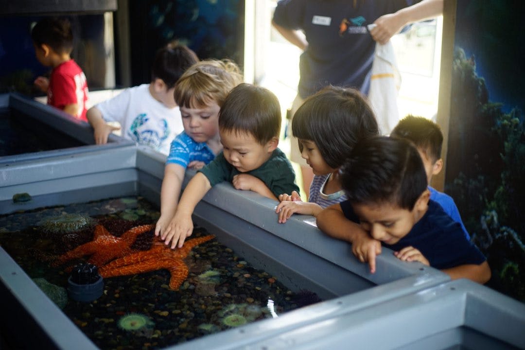 Children touching a starfish in a shallow tank