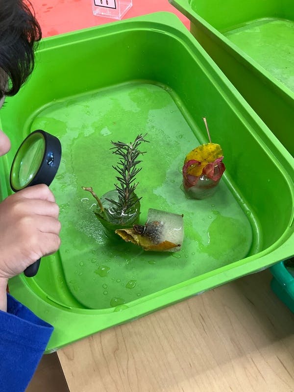 Child looking at ice blocks with plants and leaves in a green tub