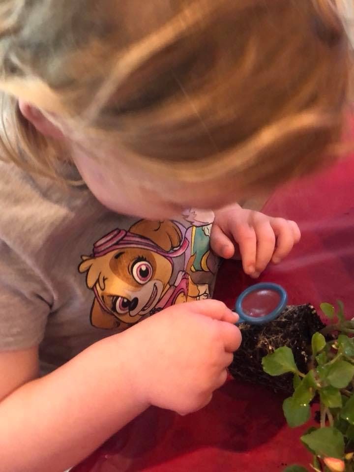 Child looking at a plant with a magnifying glass