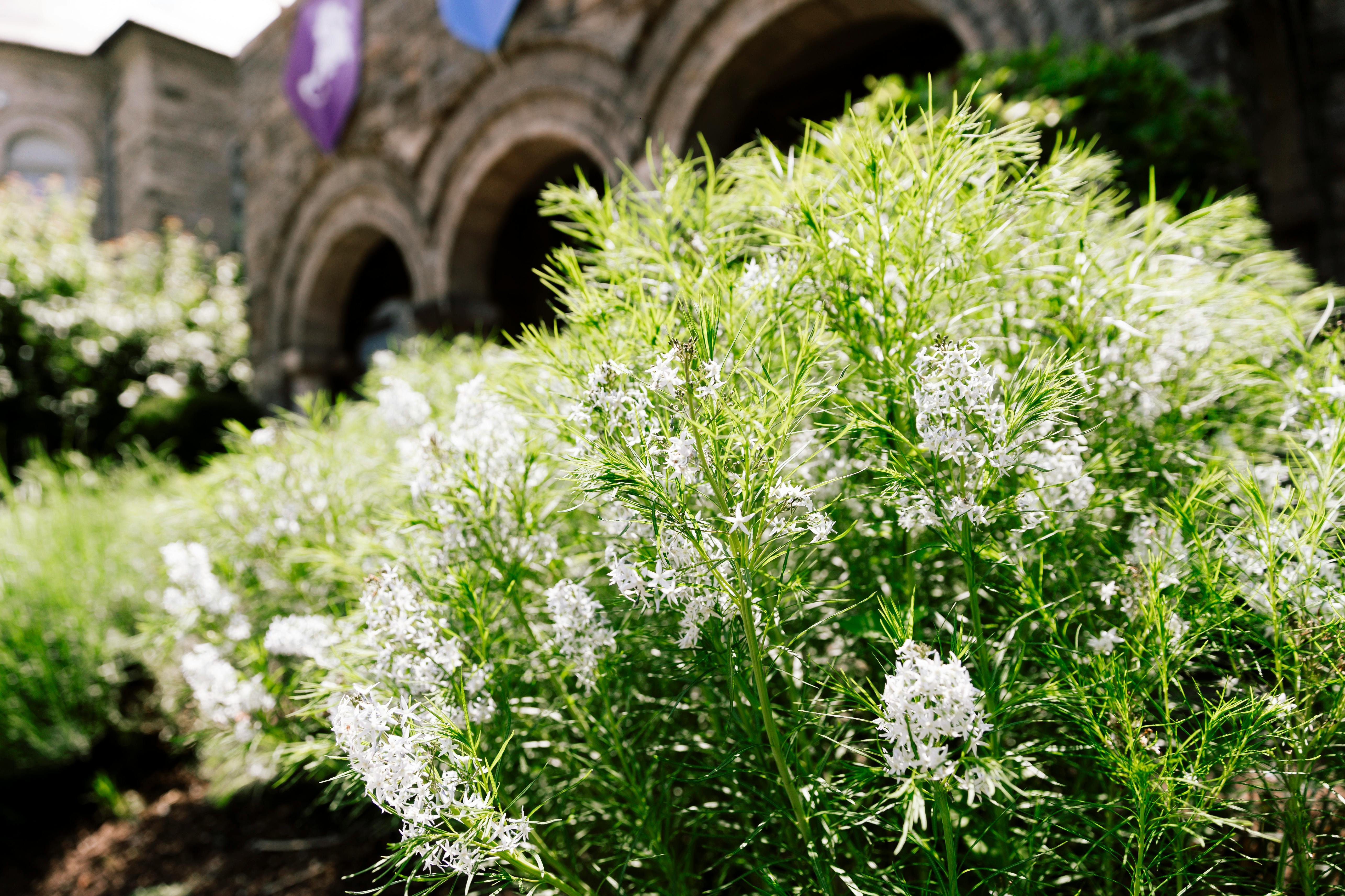Green plant with small white flowers in front of a stone building with arches