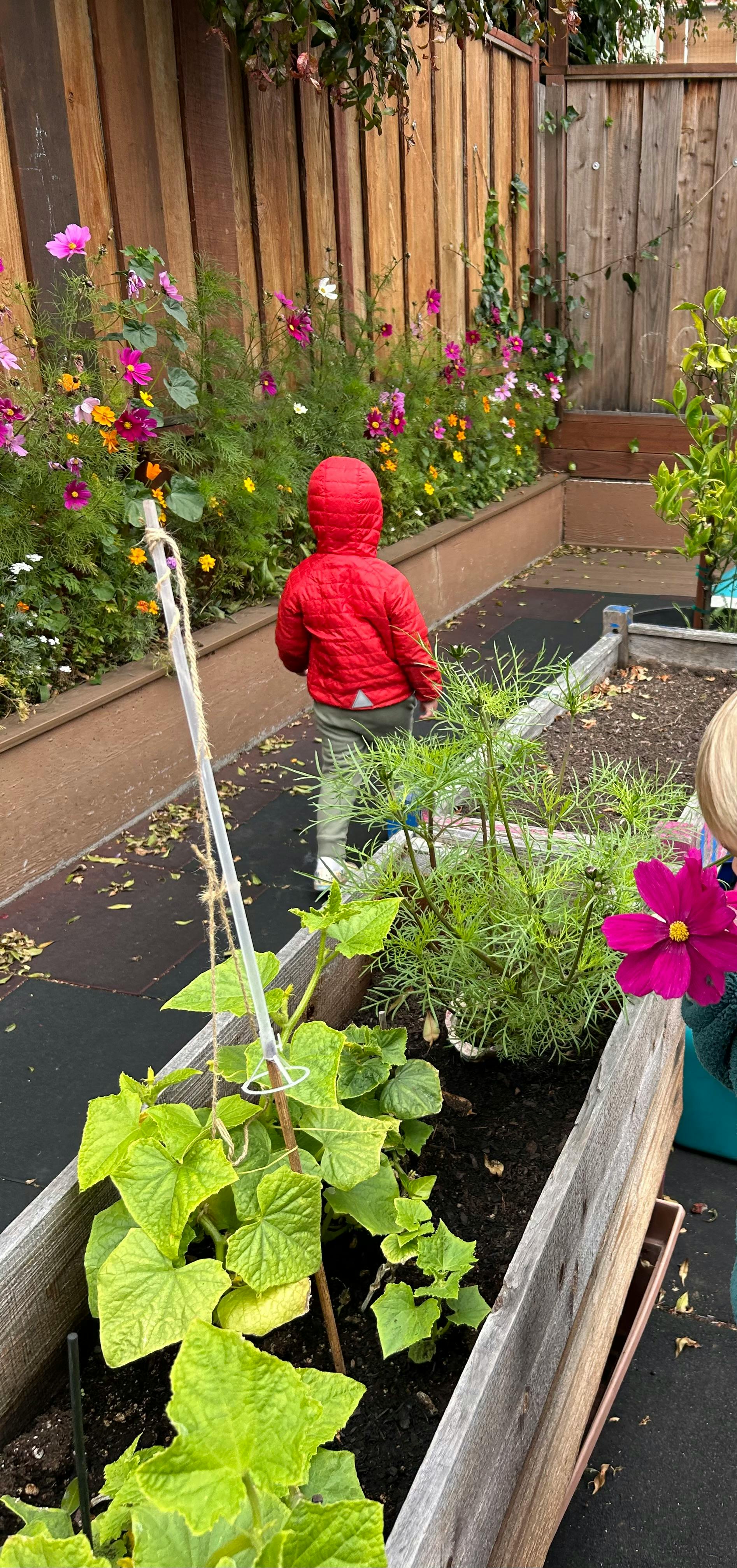 Child in red jacket walking past garden beds with plants and flowers