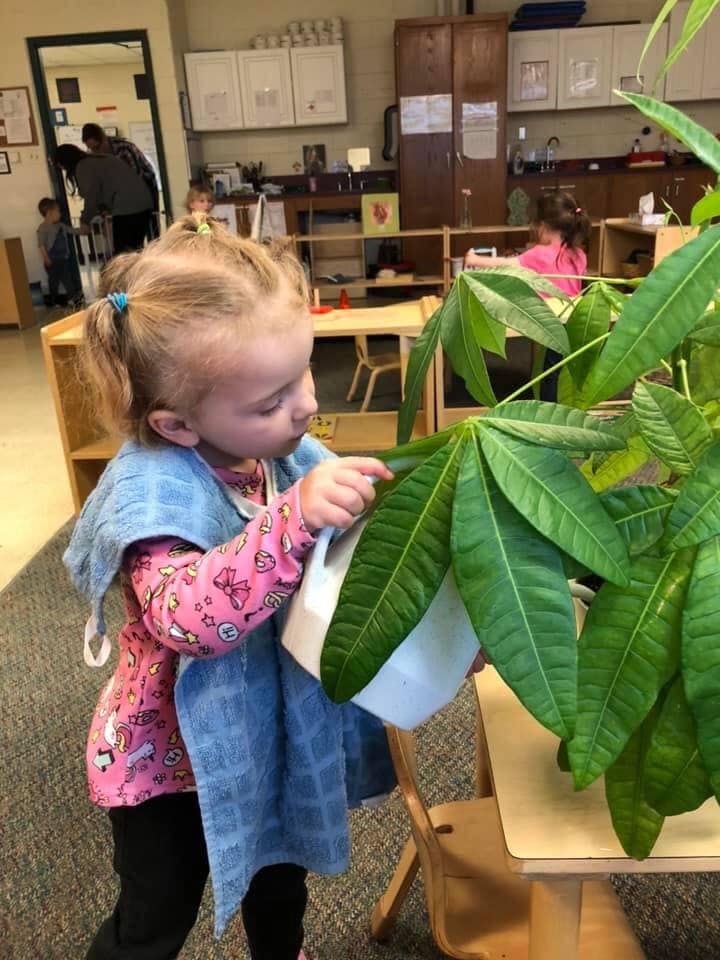 Child watering a plant in a classroom