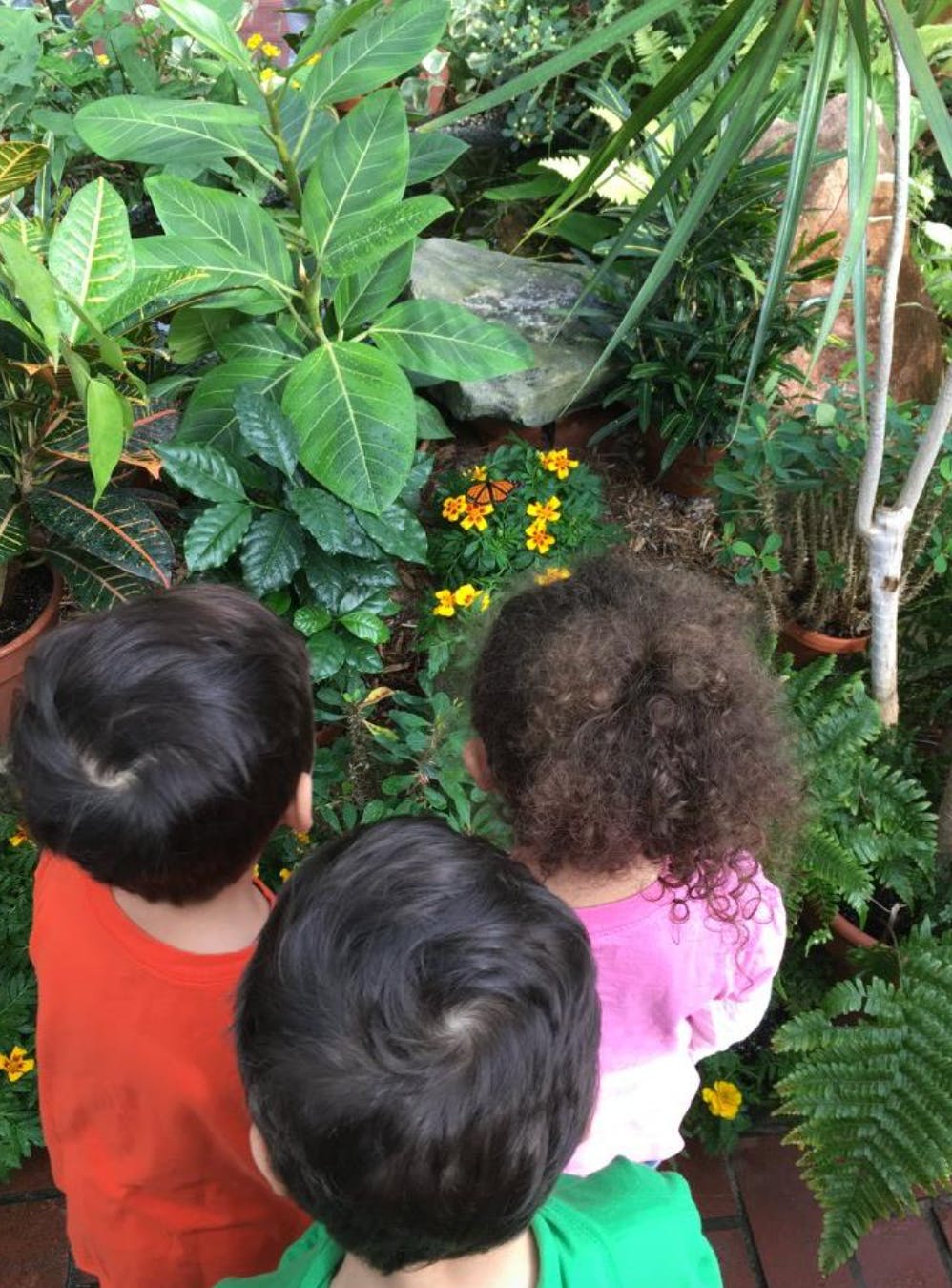 Three children looking at plants and yellow flowers