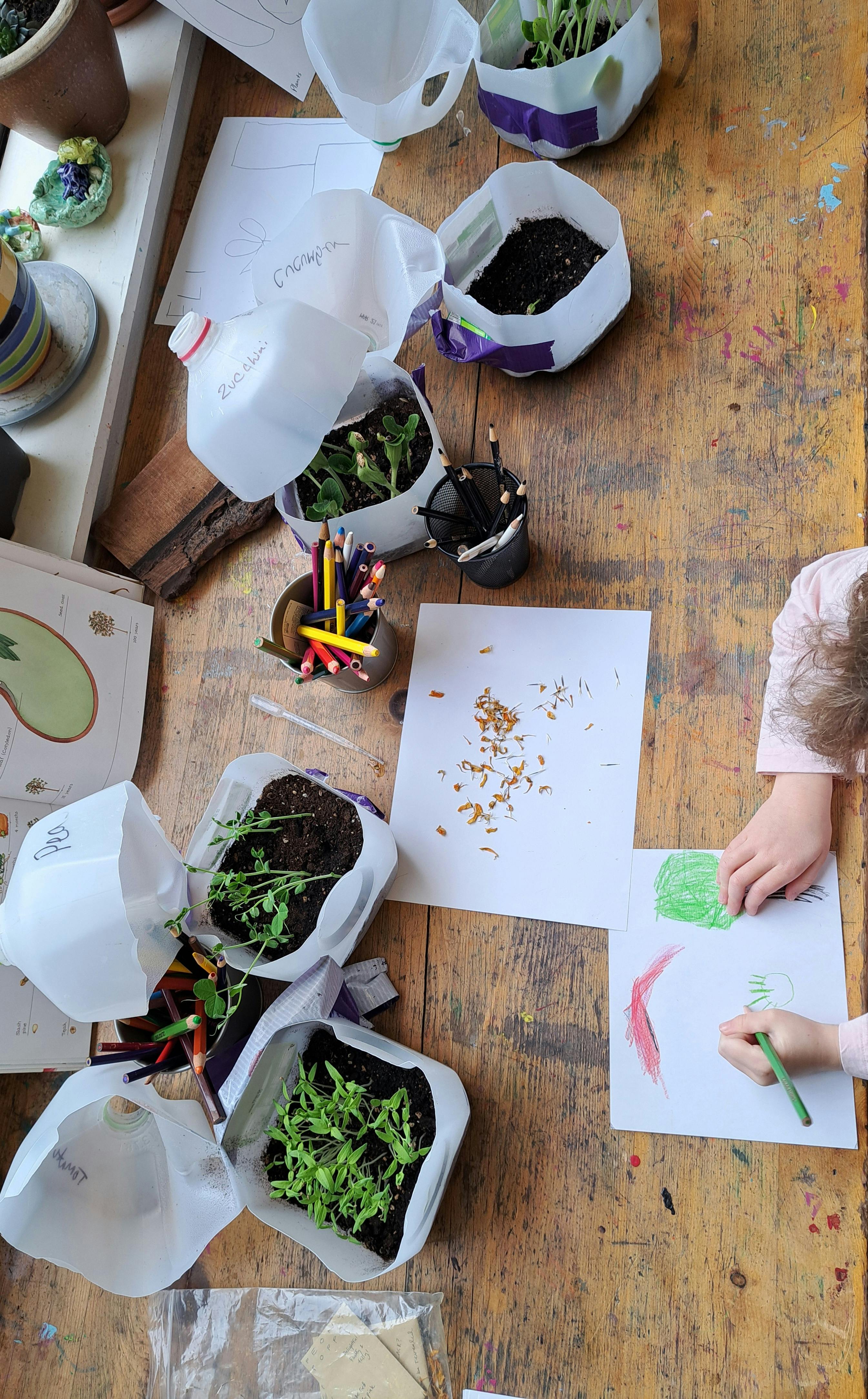 Child drawing on paper surrounded by indoor seedling containers on a wooden table