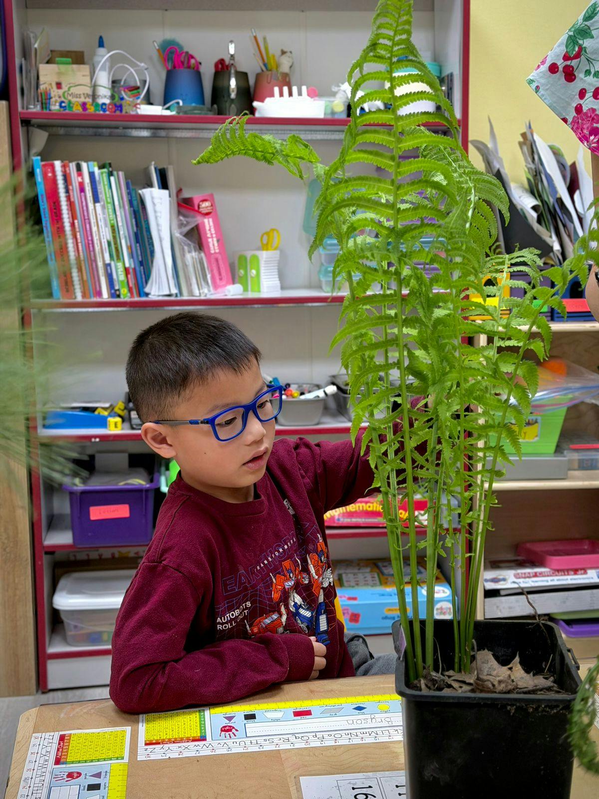 Child touching a potted fern in a classroom